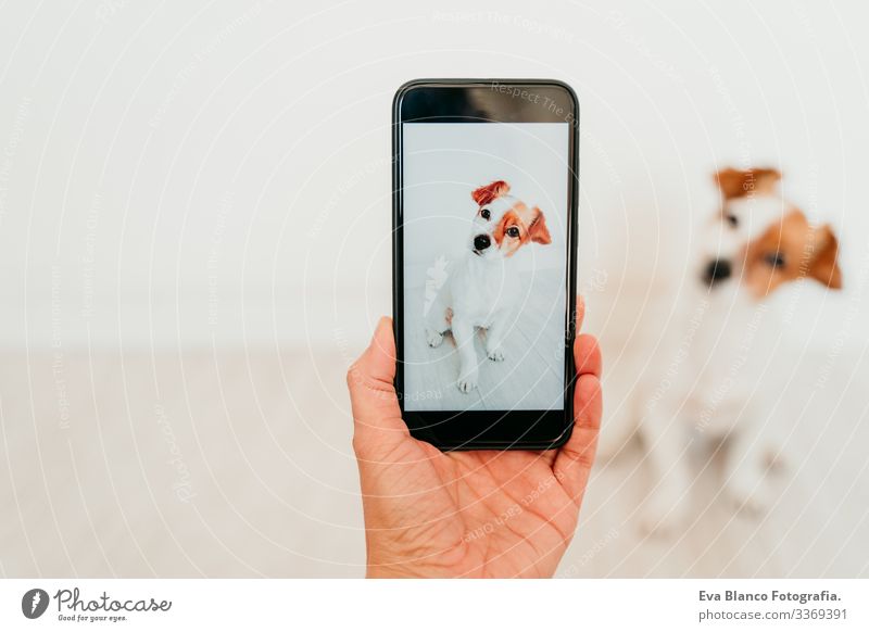 unrecognizable woman taking a picture with mobile phone of cute jack russell dog at home. Technology and pets concept hand screen device technology indoors
