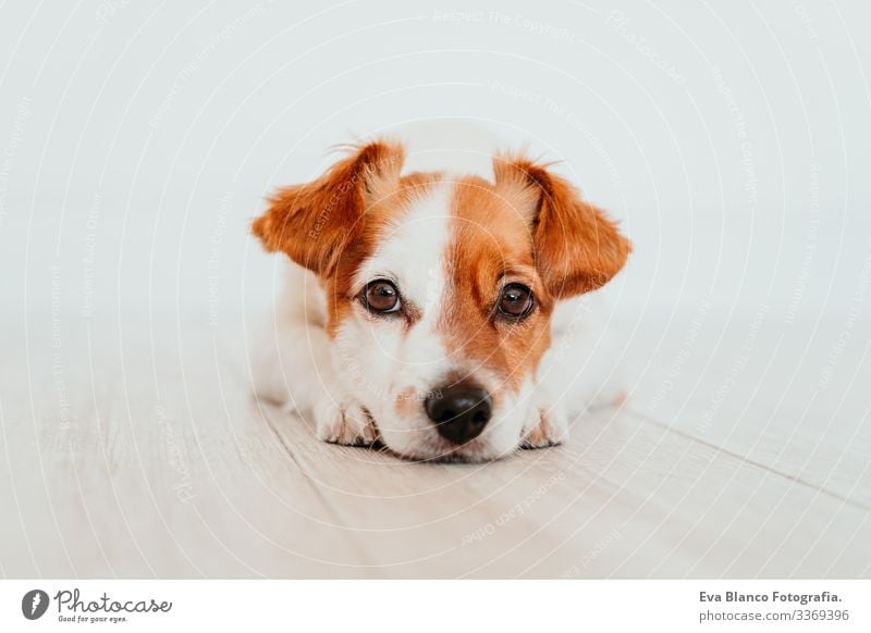 portrait of cute small jack russell dog lying on the floor. Adorable dog at home indoors beautiful white brown copy space obedient intelligence pet studio