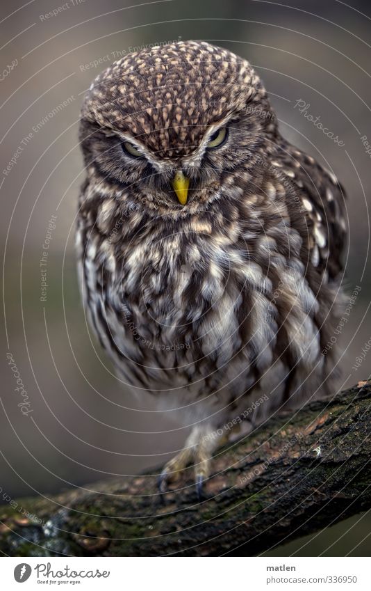 owlet Animal Animal face 1 Observe Crouch Brown Yellow Branch undercover Colour photo Subdued colour Deserted Day Animal portrait Front view Looking Upward
