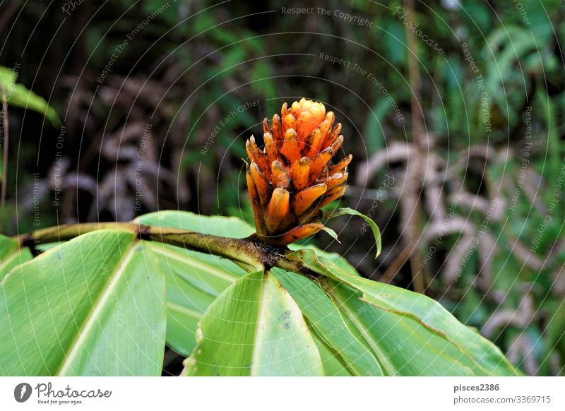 Guzman Conifer Bromeliad spotted in Las Quebradas Nature Plant Yellow natural guzman flower Orange red prickly flower Planning fiery blossom bloom beauty