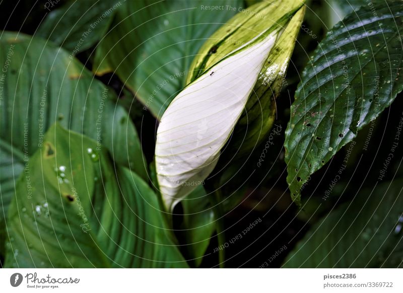 White Anthurium leaf spotted in the Curi-Cancha Reserve Summer Nature Plant Yellow organic Planning Orange nutrition natural ripe season white vegetable sweet
