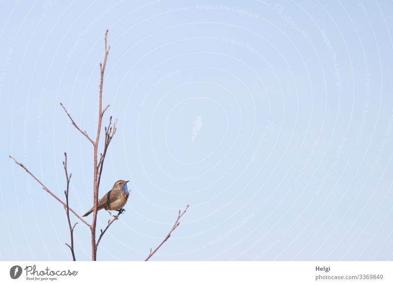 Bluethroat sitting on a bare branch in front of a blue sky Tree Twig Animal Wild animal Bird 1 To hold on Looking Stand Exceptional Uniqueness Small Natural