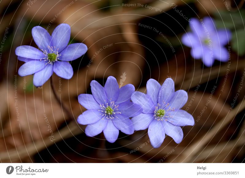 purple liverwort on the forest floor from the bird's eye view Environment Nature Plant Spring Beautiful weather Flower Blossom Hepatica nobilis Forest