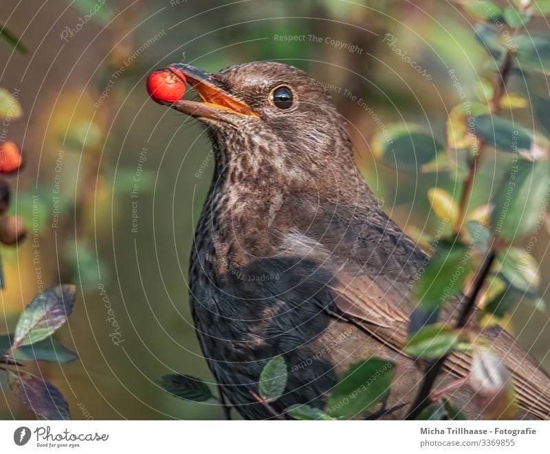 Blackbird with berry in beak Nature Animal Sunlight Beautiful weather Tree Bushes Leaf Berries Wild animal Bird Animal face Wing Beak Head Eyes Feather Plumed 1