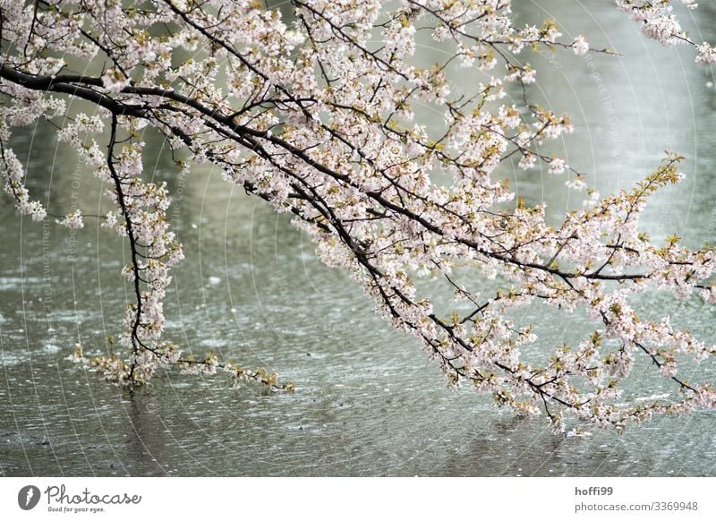Branches with spring flowers in the rain at the lake with rain tropics Nature Plant Spring Beautiful weather Bad weather Rain Tree Blossom Park Pond Esthetic