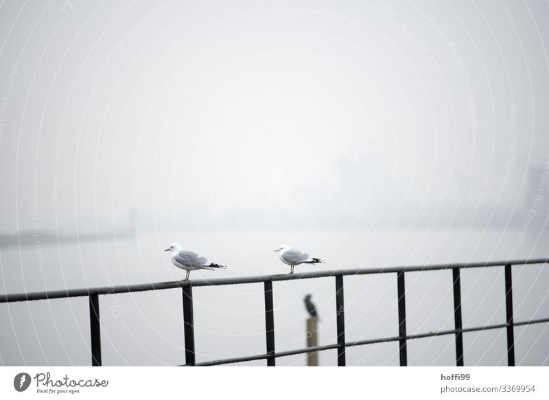 Seagulls in the fog Water Climate Bad weather Fog Harbour Bird Gull birds 2 Animal Handrail Observe Crouch Sit Stand Wait Simple Together Cold Wet Relationship