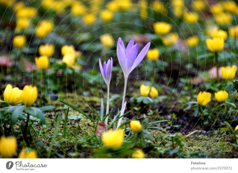 crush crocus Legs - a Royalty Free Stock Photo from Photocase