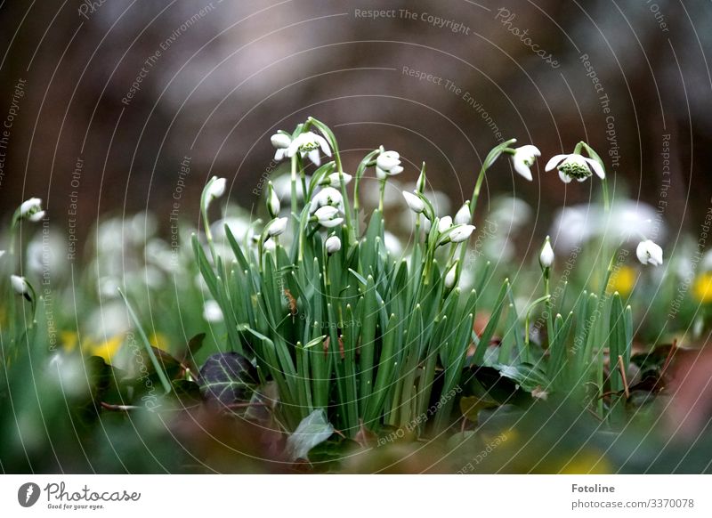 flowering snowdrops on a meadow on a cold day in February Environment Nature Landscape Plant Elements Earth Spring Beautiful weather Flower Ivy Blossom Garden