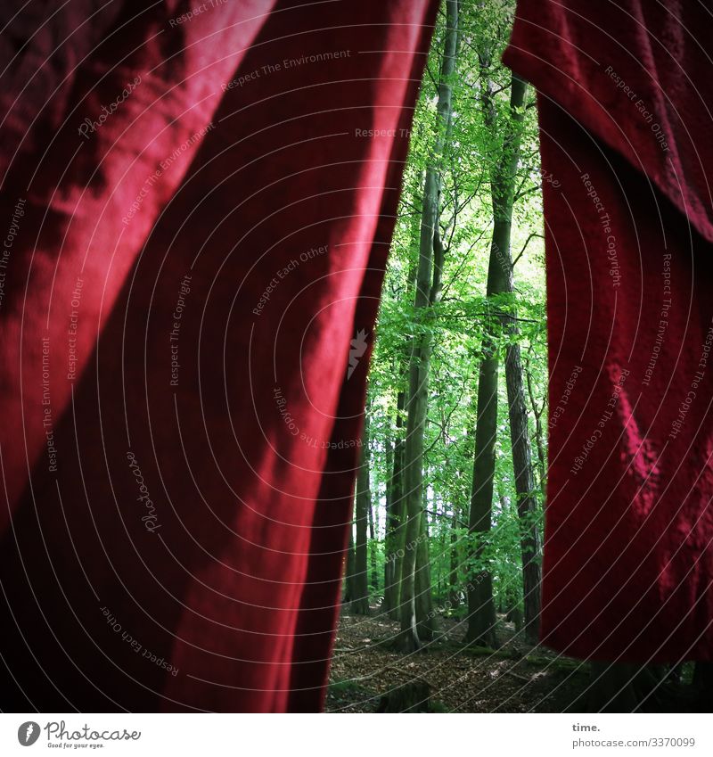 healthy forest final curtain Sunlight Shadow Exterior shot Colour photo Irritation Whimsical Puzzle Creativity Complex Inspiration Idea Surprise hang Forest