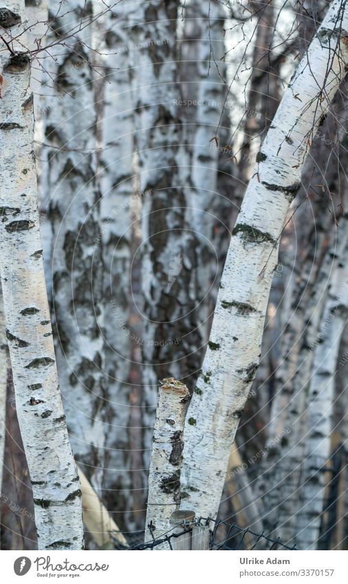 In the birch forest birches bark Birch bark Birch wood tree tree trunks birch trunks White Black Nature Birch tree Exterior shot Forest Deserted Plant Landscape