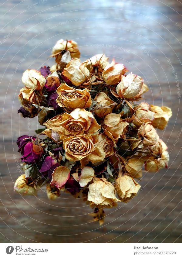 Bouquet of white and red roses dried Handicraft Flat (apartment) Interior design Decoration bouquet of roses Work of art Esthetic Elegant Dry Yellow Gold Red