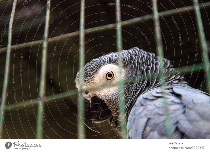 Pet African grey parrot Psittacus erithacus Nature Animal Bird Animal face 1 Gray Loneliness Parrot Congo grey parrot Congo African grey parrot captivity Cage