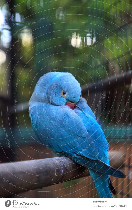 Blue Indian ringneck parrot Psittacula krameri Nature Animal Tree Pet Wild animal Bird Animal face Wing 1 Green Parrot rose-ringed parrot Wild bird Cage caged