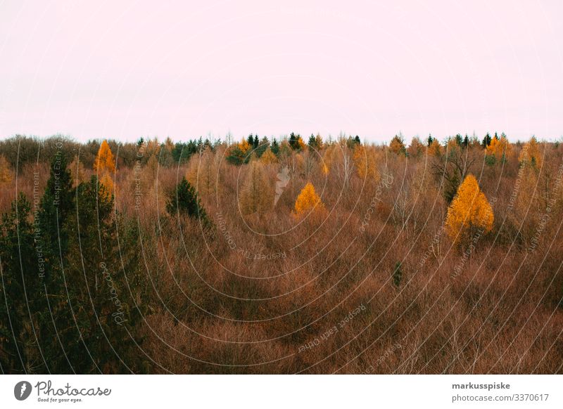 Autumn forest Autumnal Autumnal colours autumn colours Forest treetop path Treetops Deciduous forest Deciduous tree commercial timberland