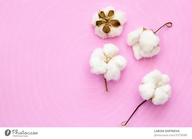 Natural cotton flowers on pink background Plate Allergy Decoration Nature Plant Flower Blossom Fashion Cleaning Growth Soft Brown Pink White Pure Cotton fiber