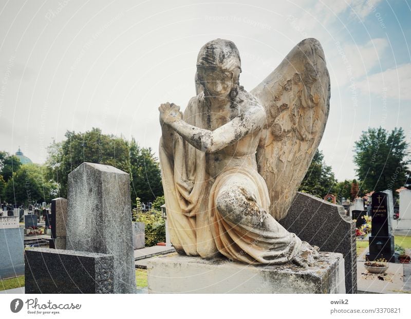 Sad angel Feminine Androgynous 1 Human being Sculpture Sky Clouds Beautiful weather Tree Angel Wing Cemetery Central cemetery Sandstone Grave Tombstone Stone