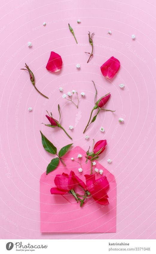 Spring composition with envelope and roses over pink background Design Decoration Wedding Woman Adults Mother Flower Rose Leaf Bright Hip & trendy Above Pink