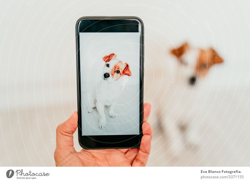 cute small jack russell dog lying on a yoga mat at home. Bottle of