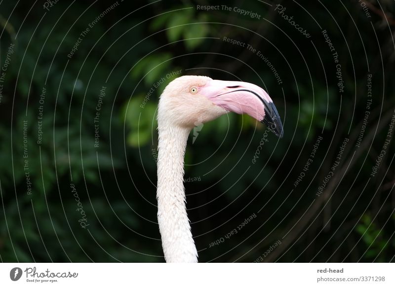 Light pink flamingo (head and neck) in profile against a dark green background, looking to the right Flamingo Observe Nature Animal Park Bird Animal face Zoo 1