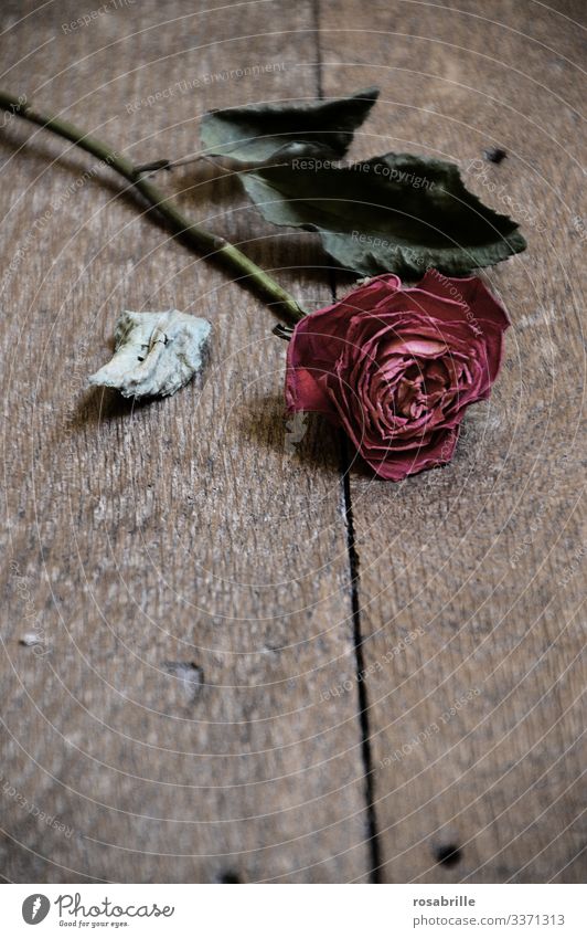 rose images with sad love