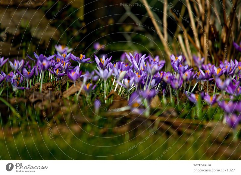 early bloomers Flower Blossoming Garden Grass Garden plot Deserted Nature Plant Lawn Calm Copy Space Depth of field Meadow Spring flowering plant