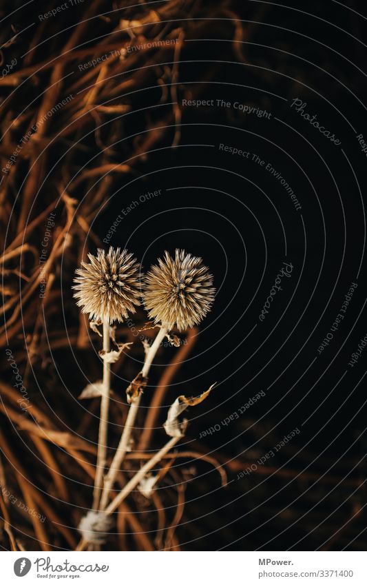 two dried flowers Close-up Flower Dried flower black background Garden Point