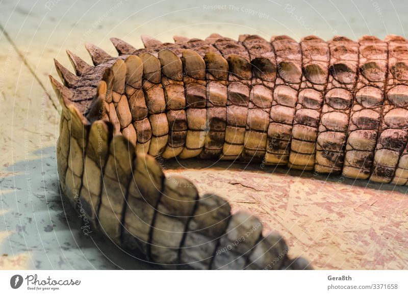 alligator crocodile skin in detail close up Skin Nature Animal Natural Brown Colour Alligator alligator skin backdrop background detailed Folds Live predator