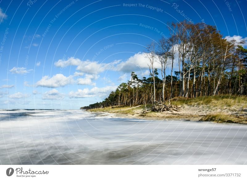 Stormy sea at the coastal forest of Darßer Weststrand Nature Landscape Plant Earth Air Water Sky Clouds Autumn Beautiful weather Wind Gale Tree Grass Waves