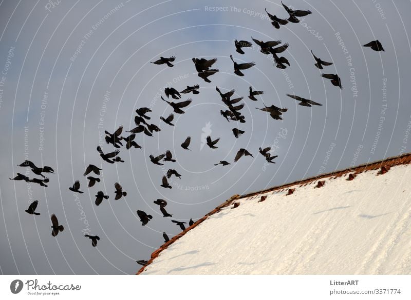 Alpendohlen flying up . Pyrrhocorax graculus Winter Village House (Residential Structure) Roof Animal Bird Flock Flying Free Cold Black White alpine choughs