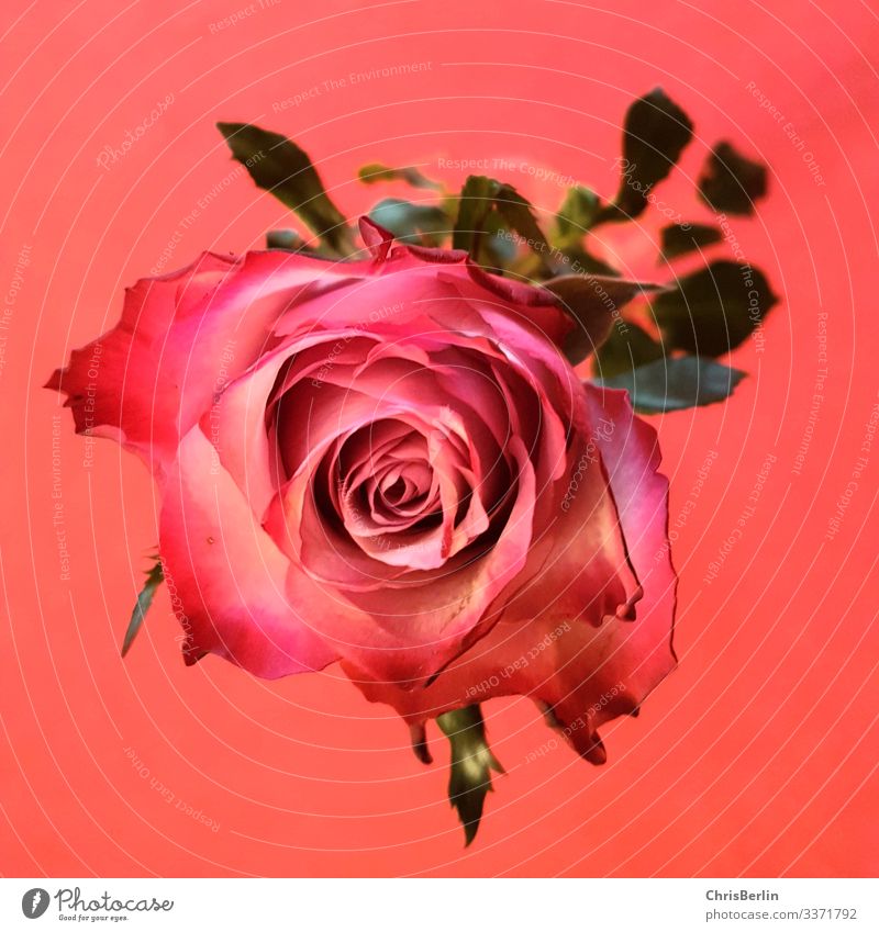 rose Plant flowers pink bleed Esthetic Exceptional Pink Red Love Luxury Perspective Interesting Colour photo Interior shot Detail Artificial light Romance