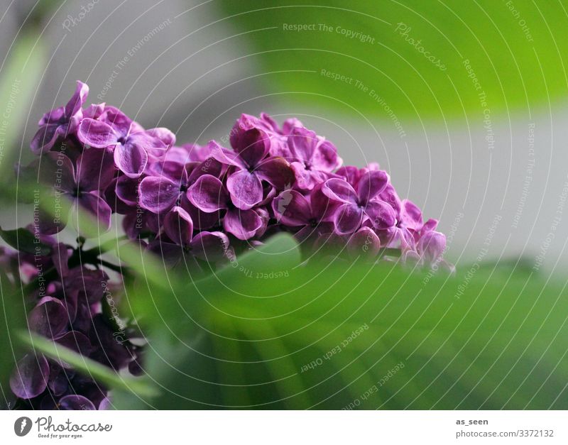 lilac Lilac Brooches Blossom Plant Nature Violet Close-up Spring Colour photo Exterior shot Summer Macro (Extreme close-up) Deserted Shallow depth of field