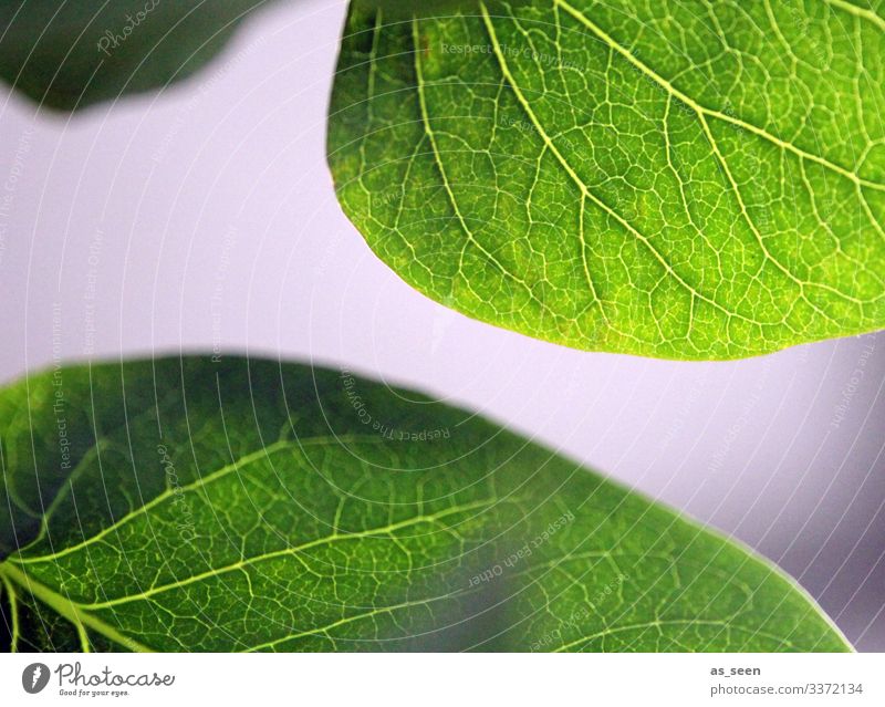 leaves Lilac Leaf Rachis Plant Green Macro (Extreme close-up) Nature Detail Shallow depth of field Deserted Colour photo Close-up Structures and shapes
