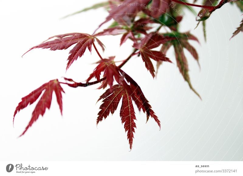 Green leaves of the Japanese maple tree with sky background. - a ...