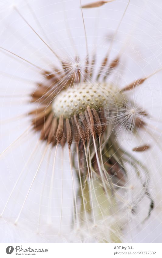 Dandelion close up macro dandelion buttercup empty Nature Plant Spring Summer Exterior shot Close-up Day Flower Seed aviator Ease Easy Flying Distribute Wind
