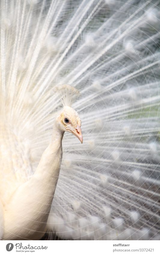 White peacock Pavo Albus bird Luxury Beautiful Animal Wild animal Bird Animal face Wing 1 Peacock white peacock mutation rare bird display white feathers