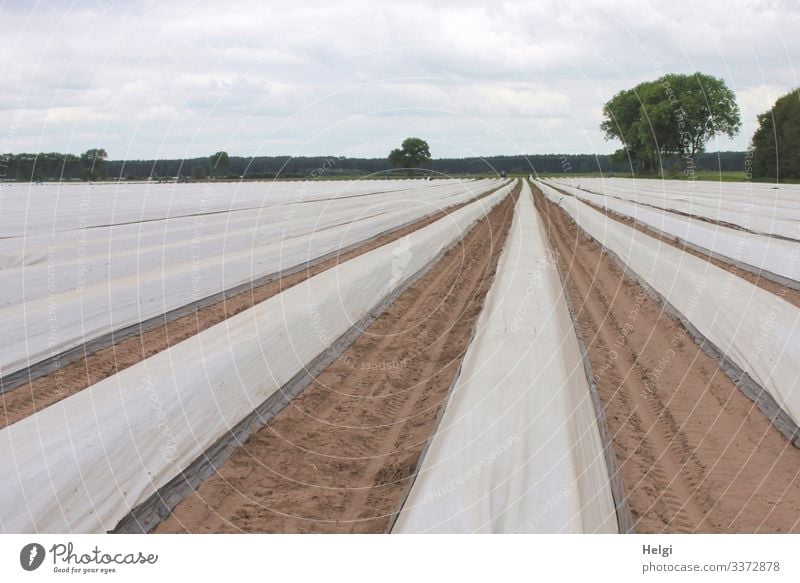 rows covered with foil on an asparagus field Asparagus field Agriculture Asparagus cultivation Row Packing film Field Exterior shot Colour photo Landscape