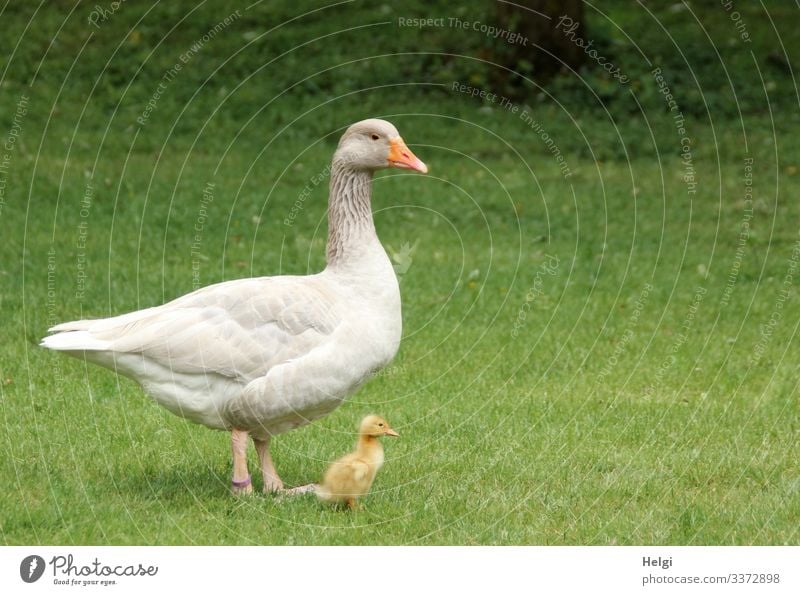 a goose stands with its tiny chick in the meadow Goose Bird Chick Gosling Animal young animal Nature Agriculture Grass Exterior shot Deserted Meadow