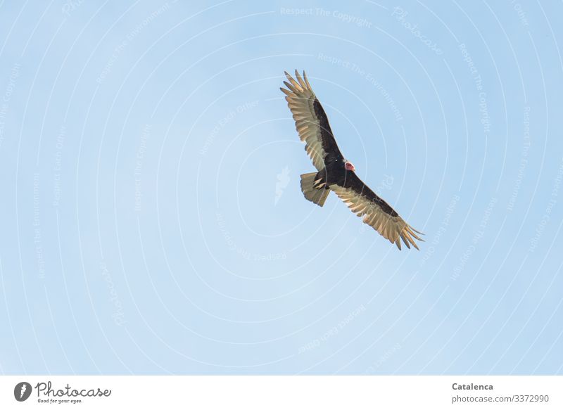 Lifted off | Vulture hovers in the sky Nature Animal Sky only Cloudless sky Summer Wild animal Bird Scavenger New World Buzzard New World Vulture 1 Observe
