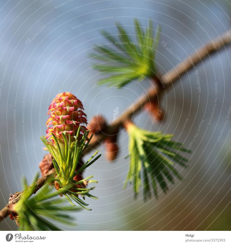 Larch branch with larch blossom in spring Environment Nature Plant Sky Spring Beautiful weather Tree Blossom Wild plant Twig Forest Blossoming Growth Esthetic