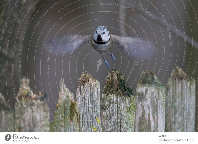 off the ground | I'm taking off... Winter Nature Animal Bird Crested Tit 1 Cool (slang) Exotic Brash winter bird bird feeding branches cold copy space feathers