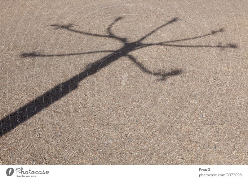 tree-shadow fine gravel Tree Shade of a tree Shadow Light Sunlight Cut Sycamore obliquely Spring Beautiful weather