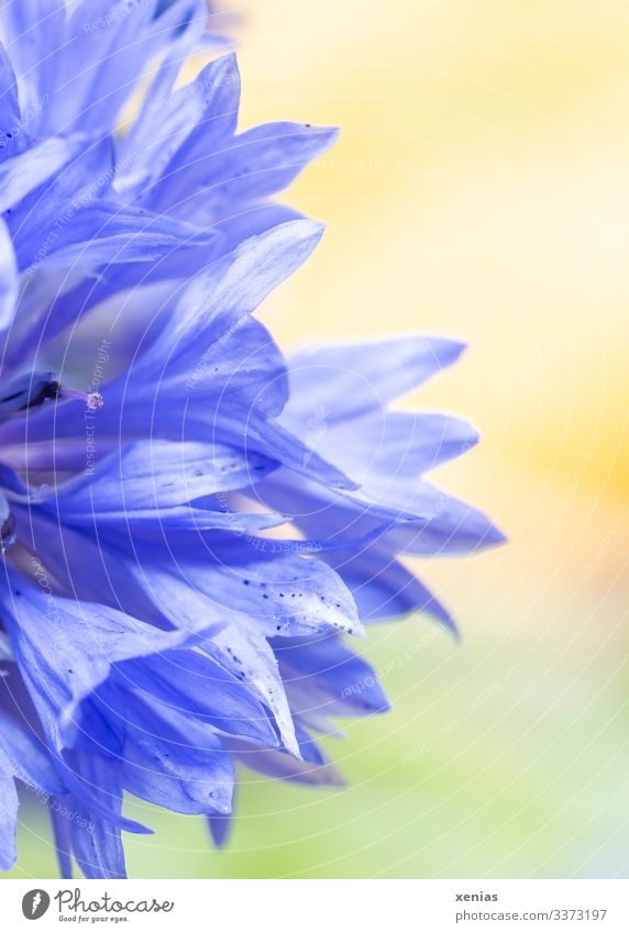 Half blue cornflower in front of a yellow-green background Cornflower Flower Blossom Blossoming Bright Blue Yellow Green Detail Macro (Extreme close-up)