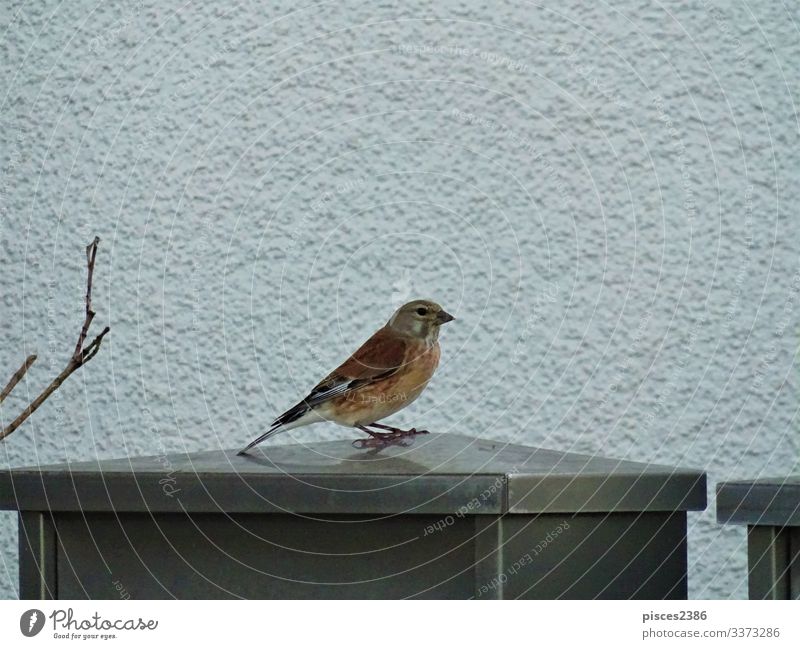 Cute sparrow sitting on a mail box Email Nature Animal Park Bird Looking wildlife garden small Wild wing brown songbird beak little passerine birds day sparrows