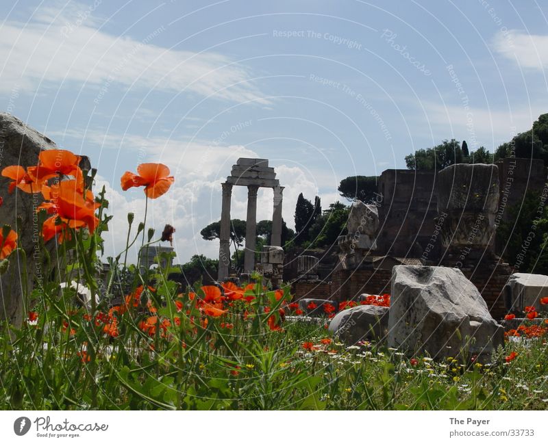 Forum Romanum: Semper floreat! Rome Flower Temple Poppy Nostalgia Historic Römerberg Column Nature