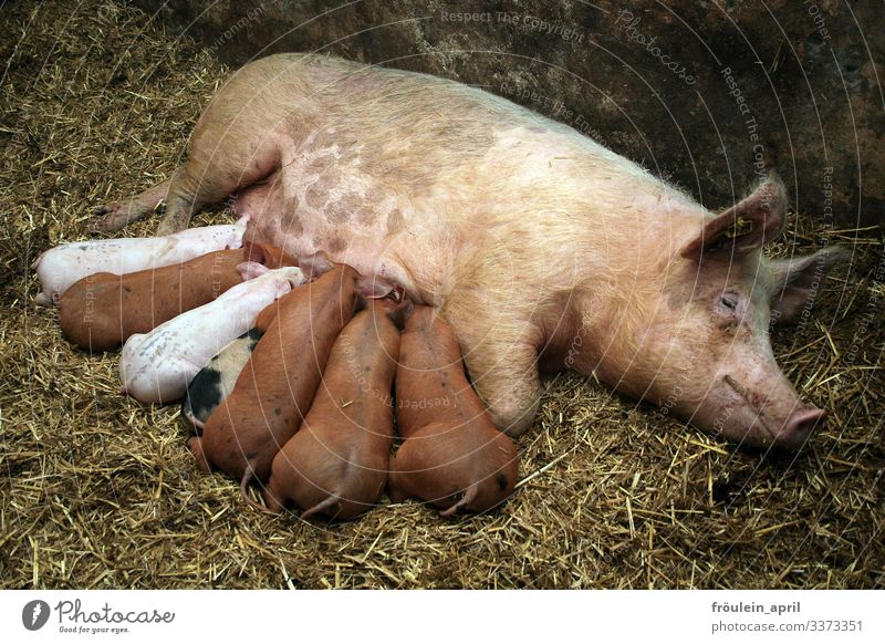 Pigs - sow with piglets during suckling Swine Piglet Sow Animal Colour photo Farm Farm animal Baby animal Deserted Agriculture Nature Pink Happy Cute Mammal