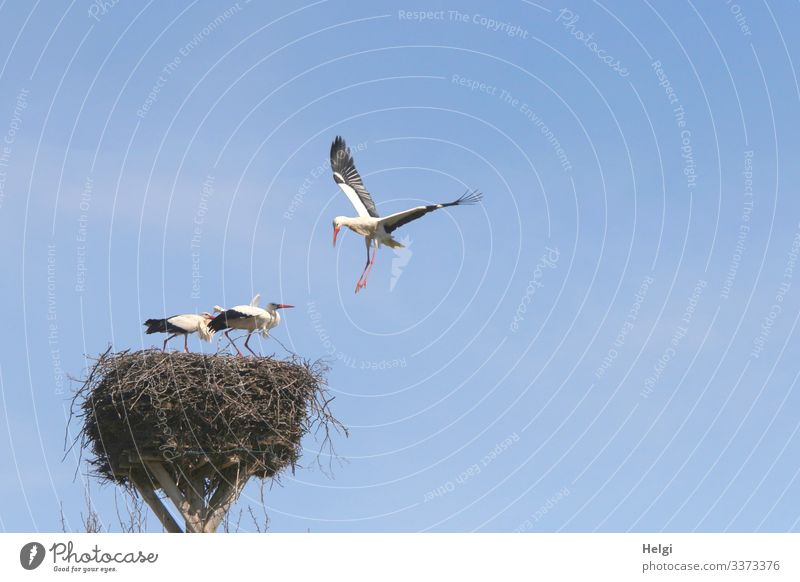 lifted off | two white storks stand crouched in the nest while a third attacks from the air Environment Nature Animal Cloudless sky Spring Beautiful weather