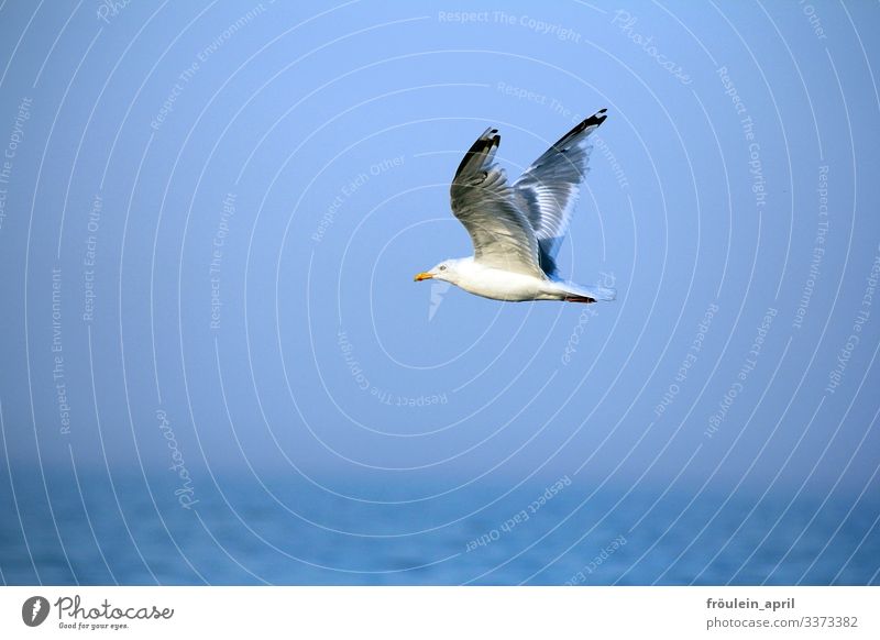 HAPPY BIRTHDAY PHOTOCASE to the 19th birthday of a good flight! Seagull Animal Bird Flying Sky Freedom Blue Grand piano White Summer Feather Ocean Nature