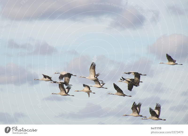Cranes in group flight in front of a blue sky with clouds Nature Animal Sky Clouds Autumn Beautiful weather Wild animal Bird Grand piano Group of animals Flying
