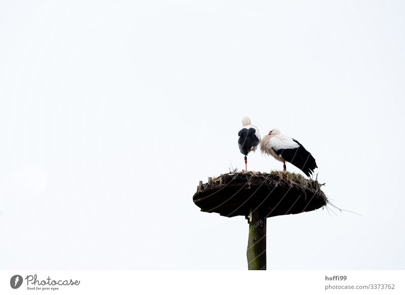 two storks on one leg in the nest Nature Sky Spring Bird Stork 2 Animal Pair of animals Nest Eyrie Observe Touch Stand Wait Living or residing Beginning