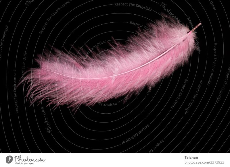 Pink Feathers Paper Background Copy Space Stock Photo by